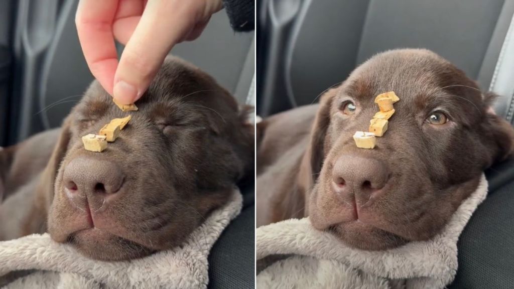 Video Shows Labrador Pup Showing No Reaction to Treats on Her Nose