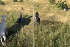 Dogs Line Up & Take Positions Before Chasing Each Other in Cute Video