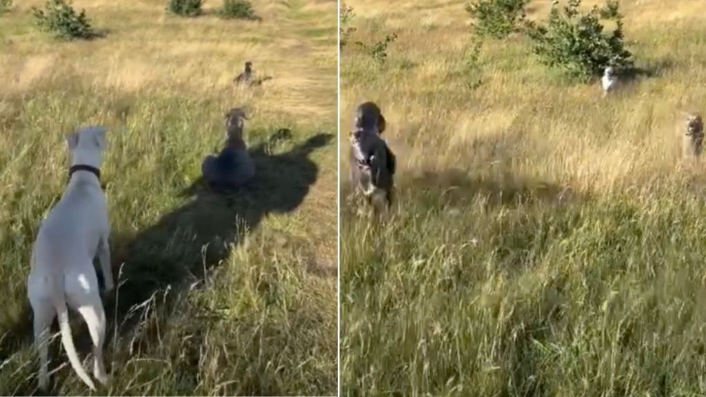 Dogs Line Up & Take Positions Before Chasing Each Other in Cute Video