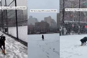 Video: Dog Enjoying NYC's Snow Day Makes the Internet Happy
