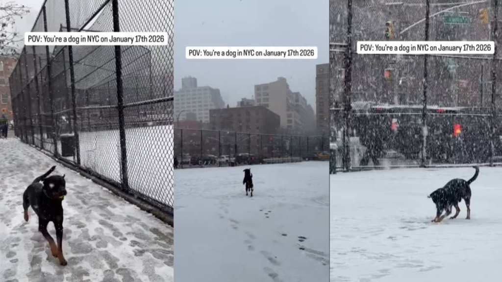 Video: Dog Enjoying NYC's Snow Day Makes the Internet Happy