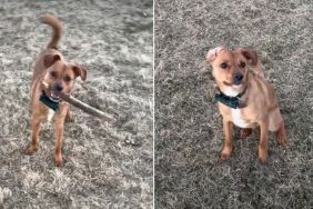 Video Shows What Happens When a Dog Finds an 'Unexpected Thing' at the Park