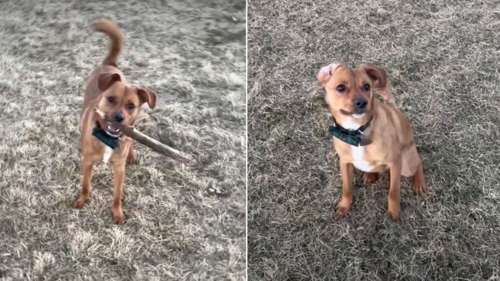 Video Shows What Happens When a Dog Finds an 'Unexpected Thing' at the Park