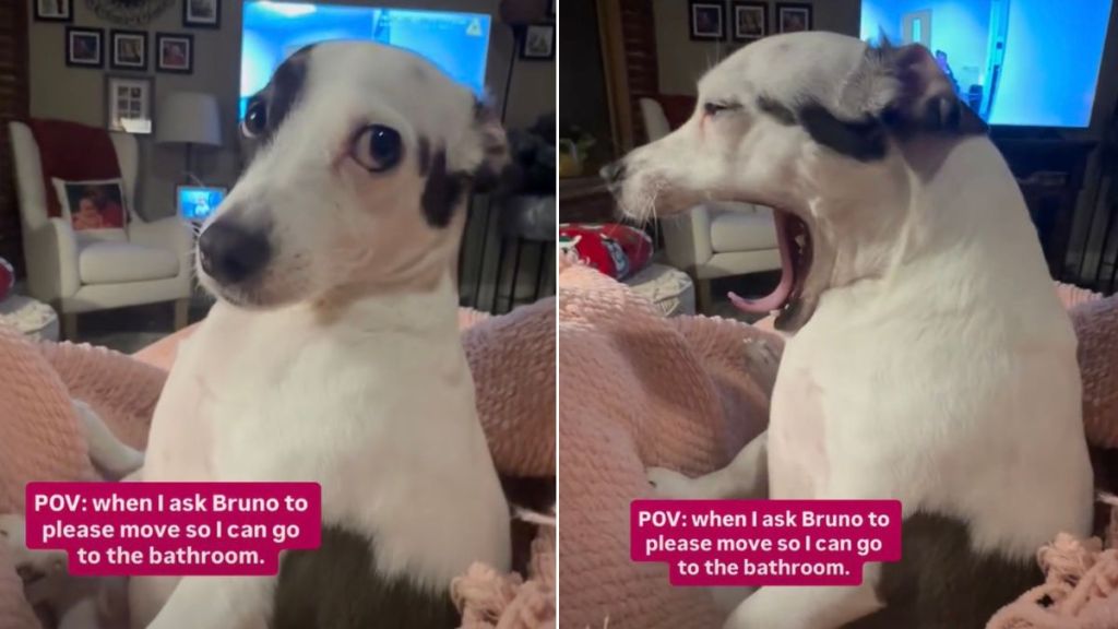 Video: Dog Ignores Owner Like This When Asked to Move from a Cozy Spot