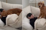 Video Shows How a Golden Retriever Comforts Dad With the Flu