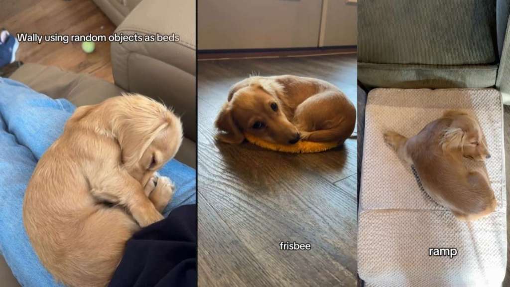 Tiny Dog Uses Random Objects as a Bed in Adorable Video