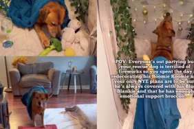 Video: Owner Makes Rescue Dog Feel Safe From New Year Fireworks