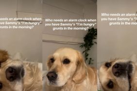 Golden Retriever’s ‘I’m Hungry’ Grunts Make up for Alarm Clock