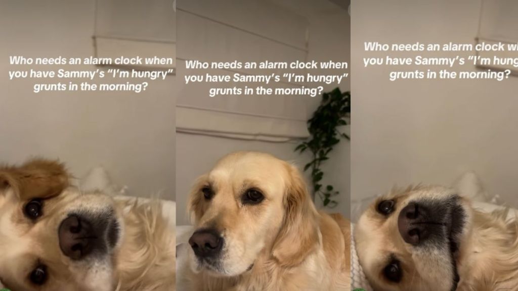 Golden Retriever’s ‘I’m Hungry’ Grunts Make up for Alarm Clock