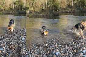Video: Dog Lets Out Happy Noises While Playing With Rocks