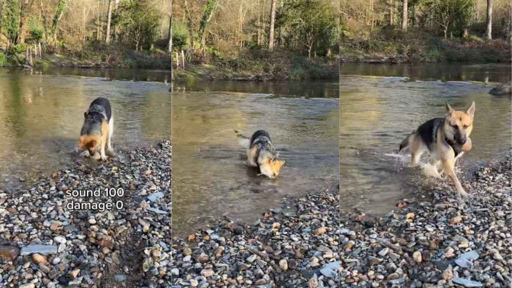 Video: Dog Lets Out Happy Noises While Playing With Rocks