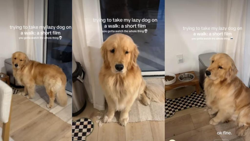 Video: 'Lazy' Dog Does Everything To Avoid Going on Walk