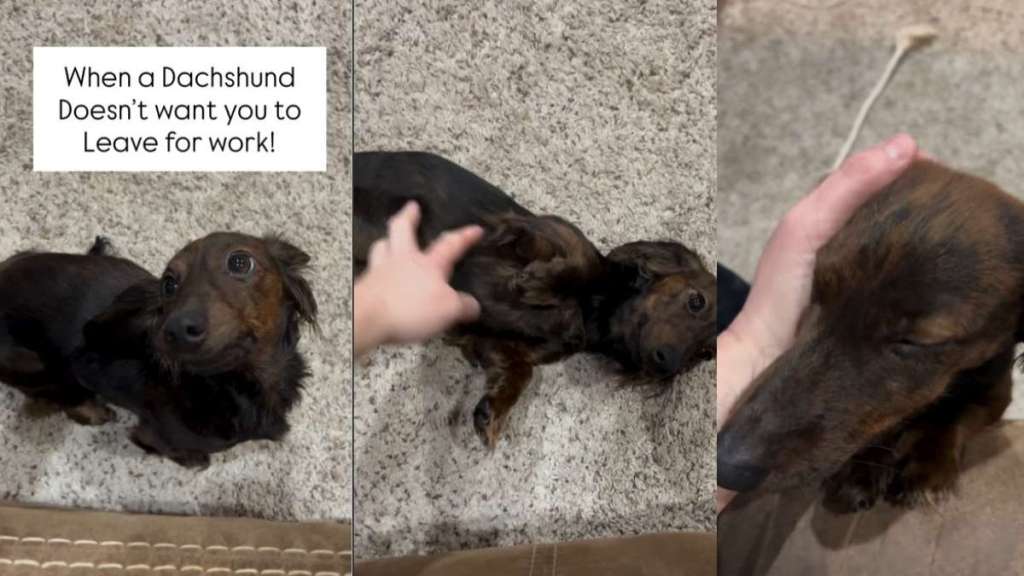 Video: Dog Does This When She Doesn't Want Mom to Go to Work