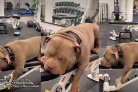 Video: American Bully Is Already Regretting Gym Resolution