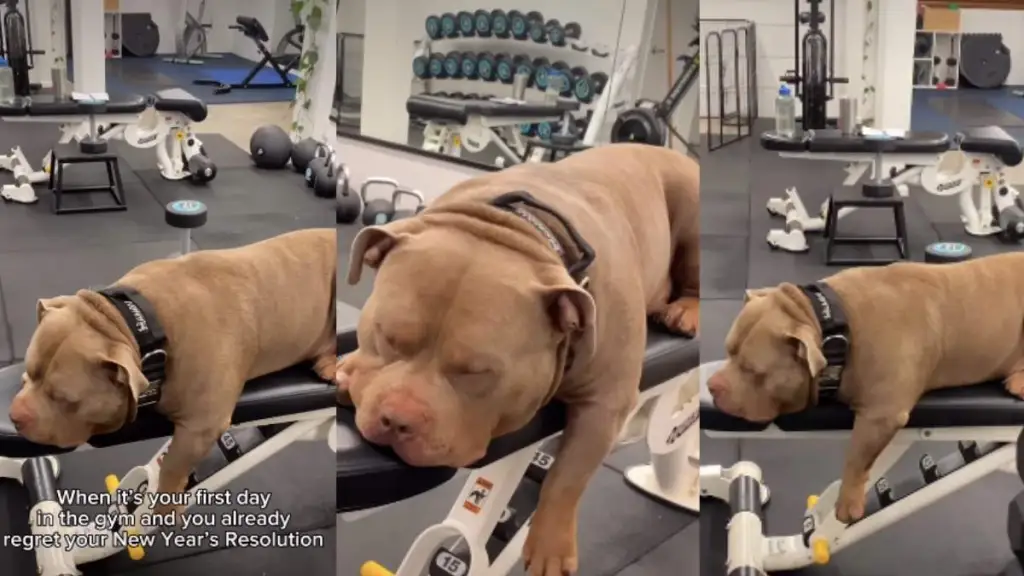 Video: American Bully Is Already Regretting Gym Resolution