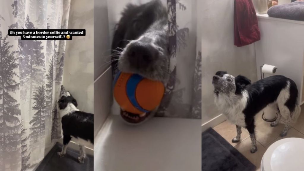 Video: Dog Decides Mom Doesn’t Deserve Privacy, Even in the Shower