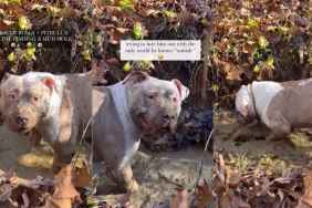 Video: Rescue Pit Bull Reacts to Being in a Mud Hole for the First Time