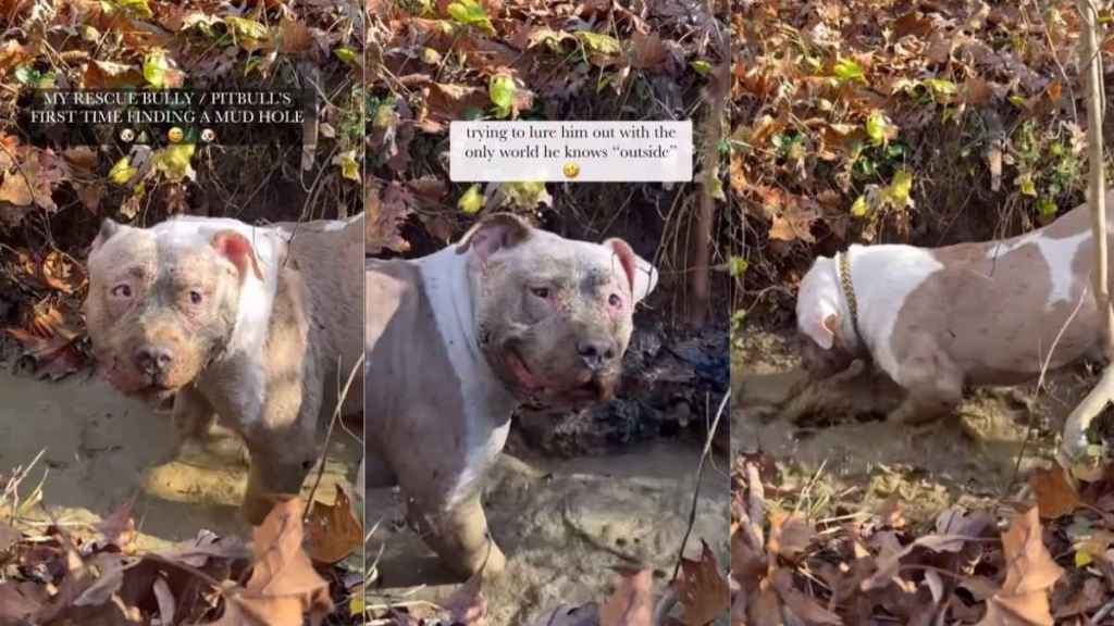 Video: Rescue Pit Bull Reacts to Being in a Mud Hole for the First Time