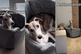 Video: Dog Sensed Owners Were Leaving the House So He Did This