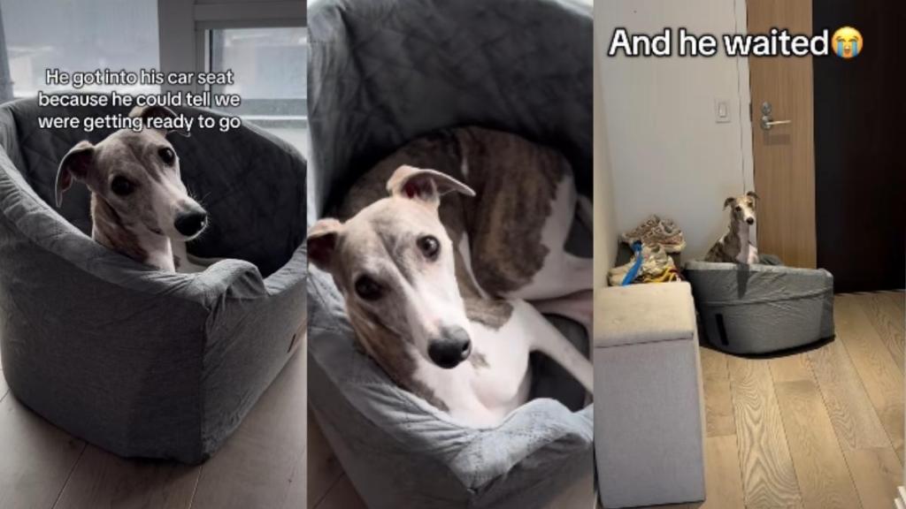 Video: Dog Sensed Owners Were Leaving the House So He Did This