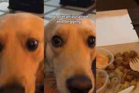 Video Shows Dog Skilled in the 'Art of Manipulation’