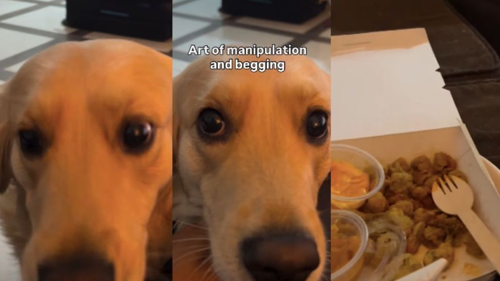 Video Shows Dog Skilled in the 'Art of Manipulation’