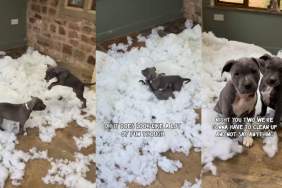 Video: Puppies Try Their Best to Put on an Innocent Act After Ripping Pillows