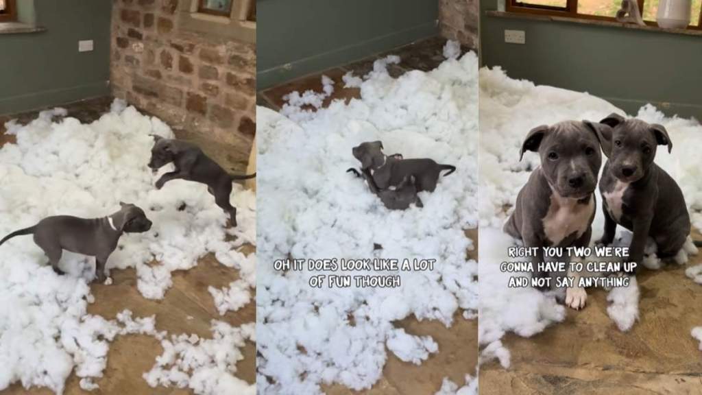 Video: Puppies Try Their Best to Put on an Innocent Act After Ripping Pillows