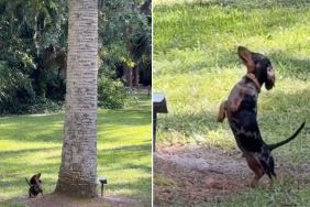 Video of Tiny Dog Chasing Squirrels Up a Tree Melts Hearts