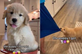 Video: Golden Retriever Proves She's a 'Fearless Puppy'