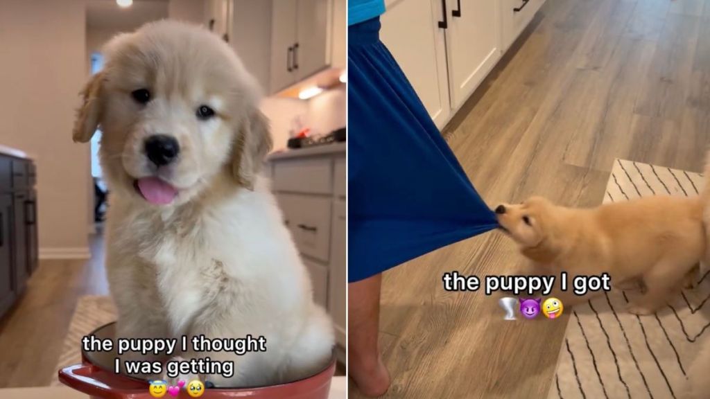 Video: Golden Retriever Proves She's a 'Fearless Puppy'