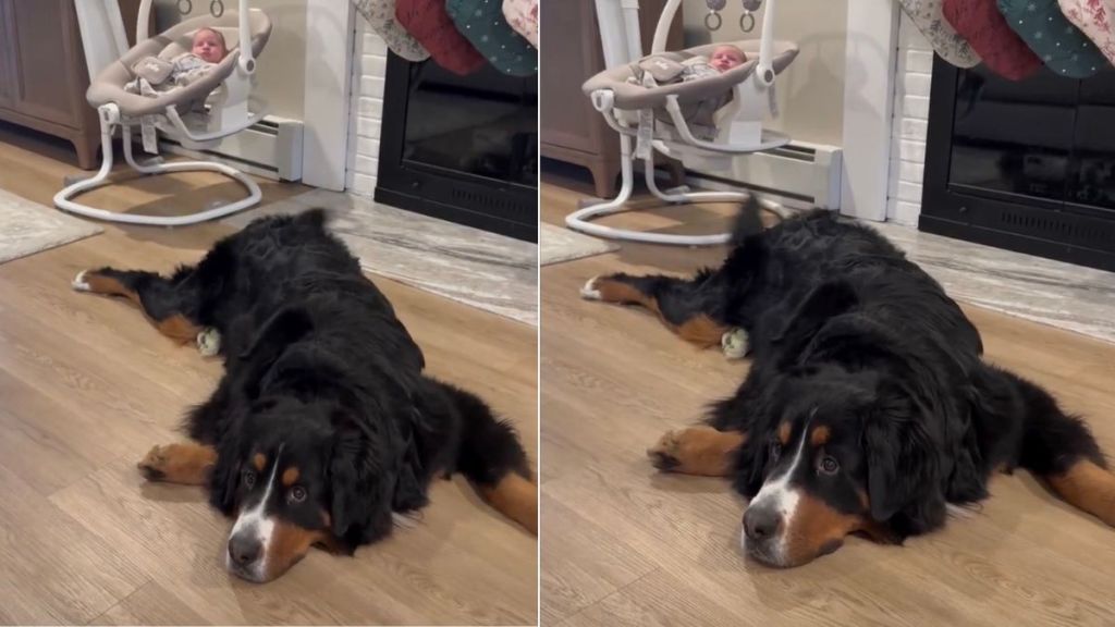 Video: Bernese Mountain Dog Adorably Protects Baby Brother