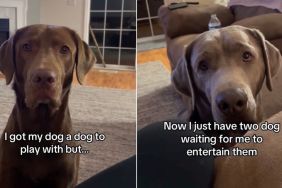 Owner’s Plan To Get Dog a Playmate Goes Hilariously Wrong