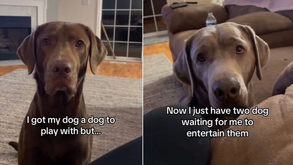 Owner’s Plan To Get Dog a Playmate Goes Hilariously Wrong