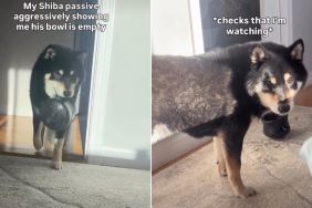 Video: Dog Makes a Big Point by Throwing His Empty Bowl Repeatedly