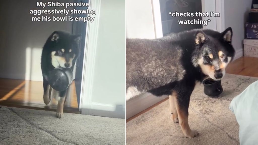 Video: Dog Makes a Big Point by Throwing His Empty Bowl Repeatedly
