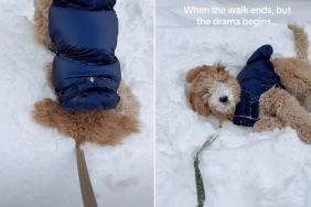 Dog Tries to Avoid Going Home by Burying Face in Snow