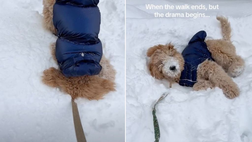 Dog Tries to Avoid Going Home by Burying Face in Snow