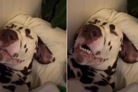 Video: Dog's Epic Snores Are a Hit Online