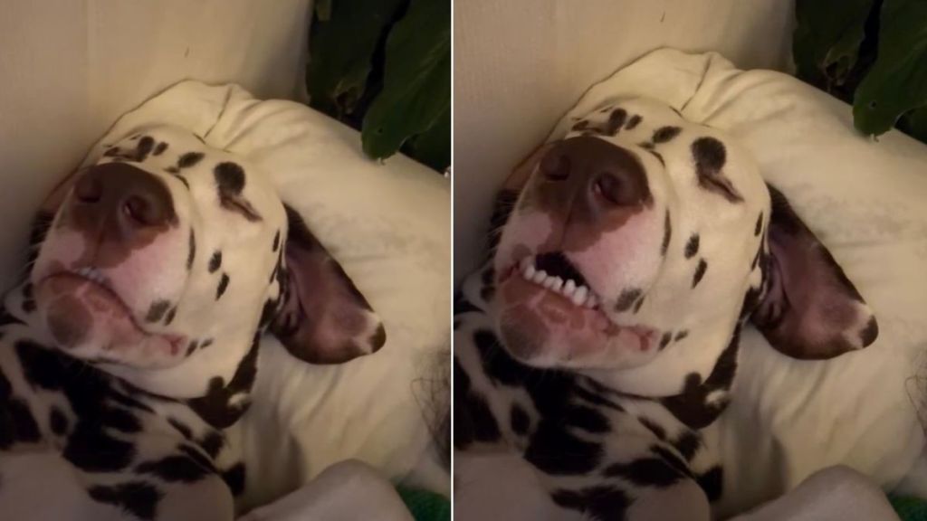 Video: Dog's Epic Snores Are a Hit Online
