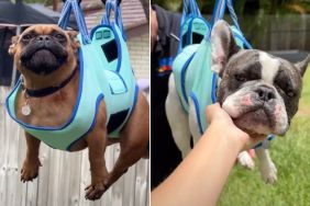 Video: Dog’s Nail-Cutting Session Is Unlike Any Other