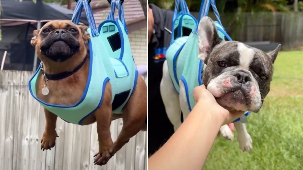 Video: Dog’s Nail-Cutting Session Is Unlike Any Other