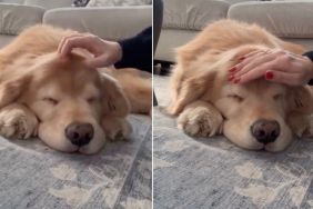 Golden Retriever Gets Gentle Pets From Mom Mid-Sleep in Cute Video