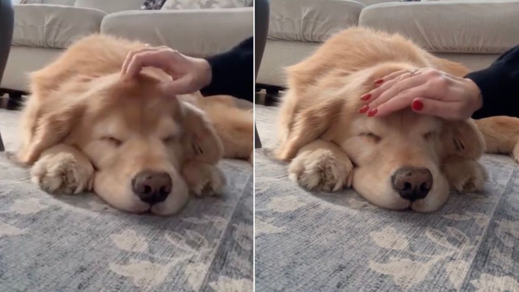 Golden Retriever Gets Gentle Pets From Mom Mid-Sleep in Cute Video