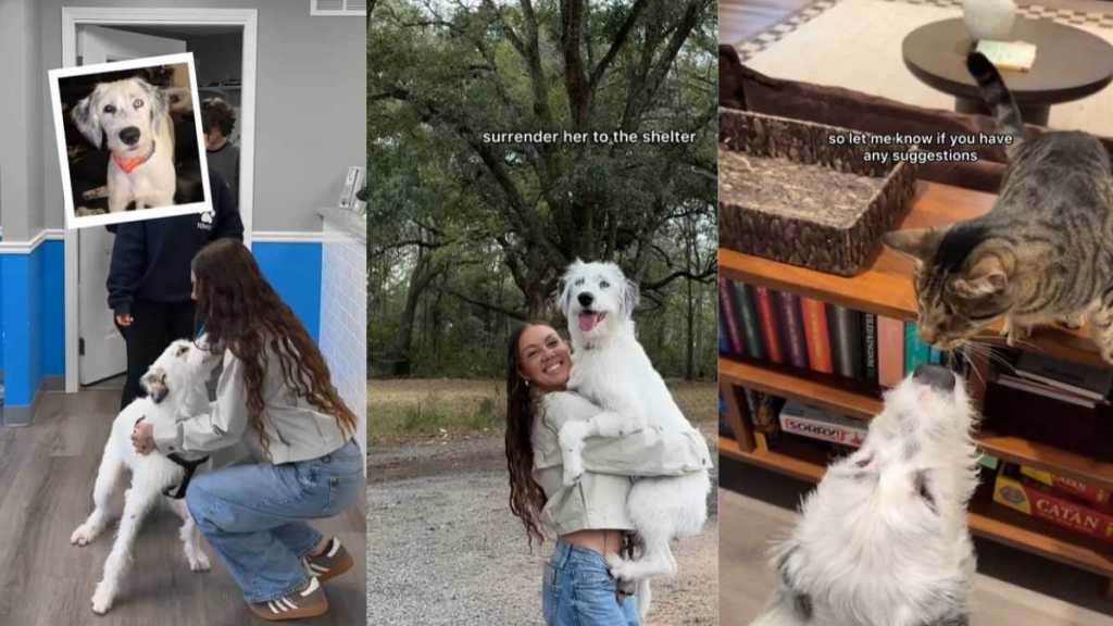 Video: Adopted Dog's First Day in New Home Is Adventurous