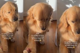 Video: Golden Retriever Needs Owner to Hold His Hand While They Are Working