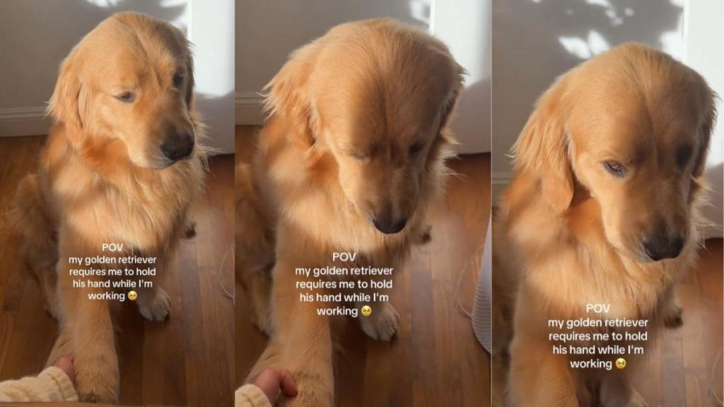 Video: Golden Retriever Needs Owner to Hold His Hand While They Are Working