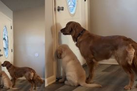 Video: Golden Retrievers Do This While Waiting for Their 'Favorite Guy'