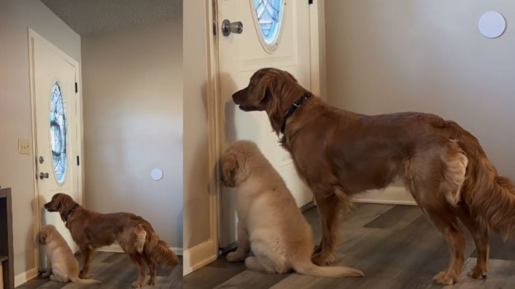 Video: Golden Retrievers Do This While Waiting for Their 'Favorite Guy'