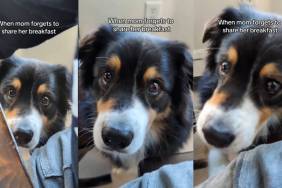 Video Shows How Dog Looks at Mom When She Forgets to 'Share' Breakfast